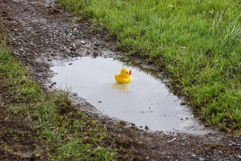 Water Pooling in Yard Due to Bad Drainage