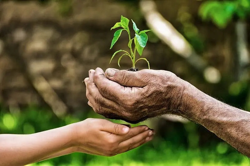 Young and Old Hands Planting Seedling