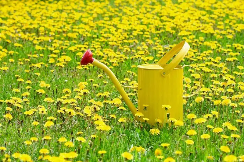 Yellow Watering Can in a Field of Dandelion Weeds